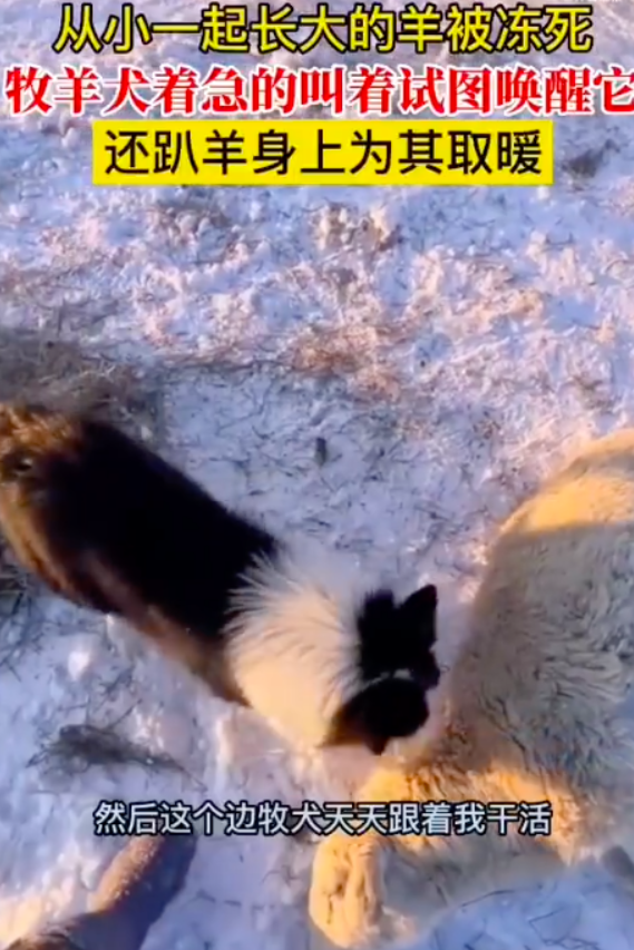 內蒙古一牧羊犬為喚醒凍死的羊，貼身為其取暖，各種緊急搶救