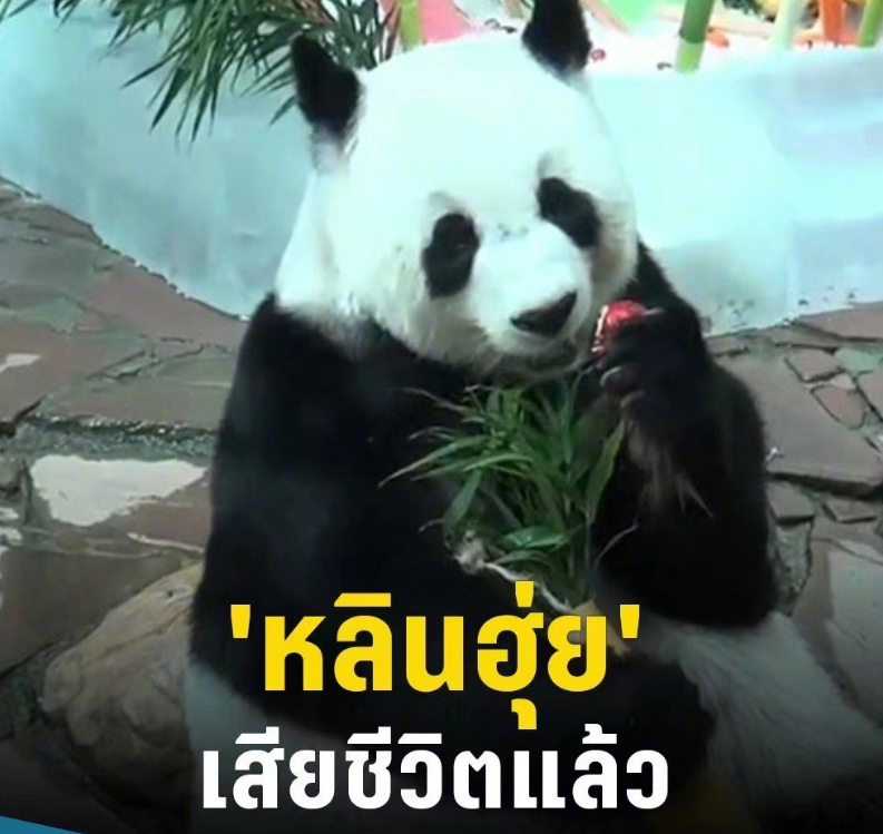 旅泰大熊猫林惠去世,昨天开始鼻部颈部出血,网友表示太突然不能接受