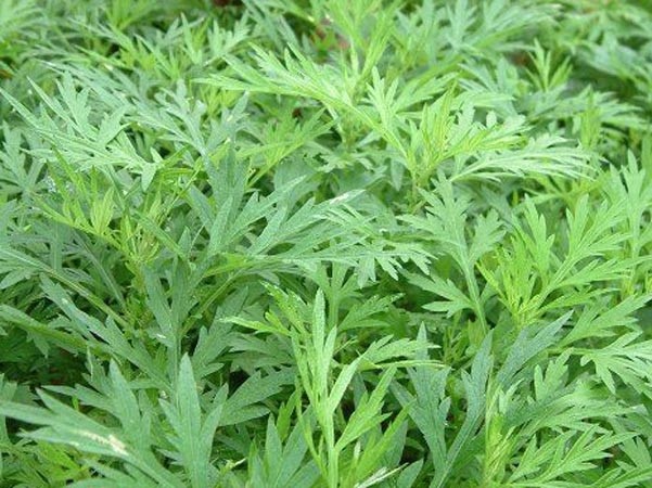 茵陈 【别名】山茵陈,茵陈蒿,绵茵陈  为植物菊科茵陈蒿arlelmisia