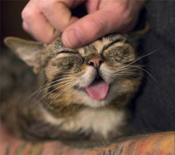 猫舔人的时候,舌头的倒刺会收起来吗?有人说被舔的那一方是小弟