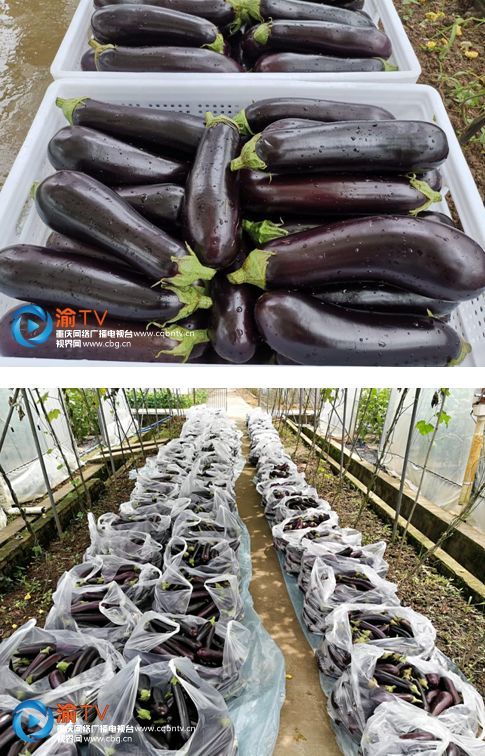 "超级茄子"单个重2斤,采摘期长达9个月
