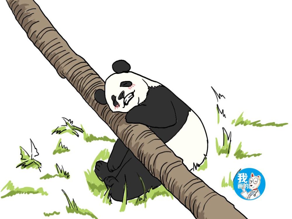 大熊猫把树当玩具,靠一组表情火了:国宝就这待遇?
