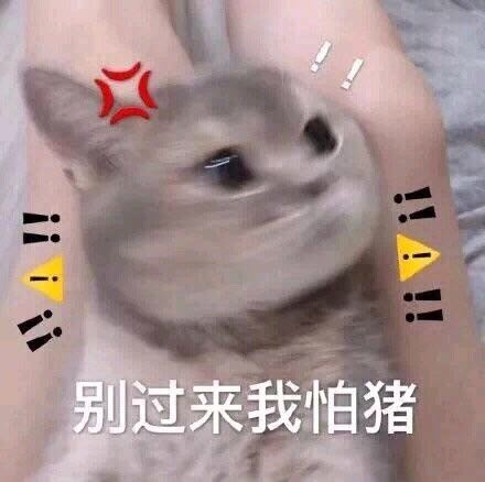 可爱猫咪搞笑表情包:我发誓爱你一辈子!