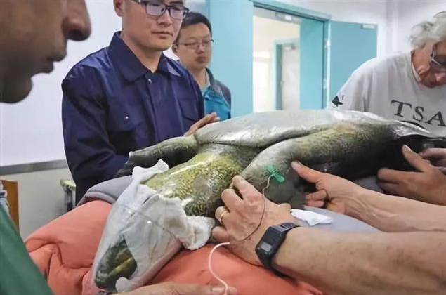 因为太难传宗接代,中国最后一只雌斑鳖没了,过程让人心疼