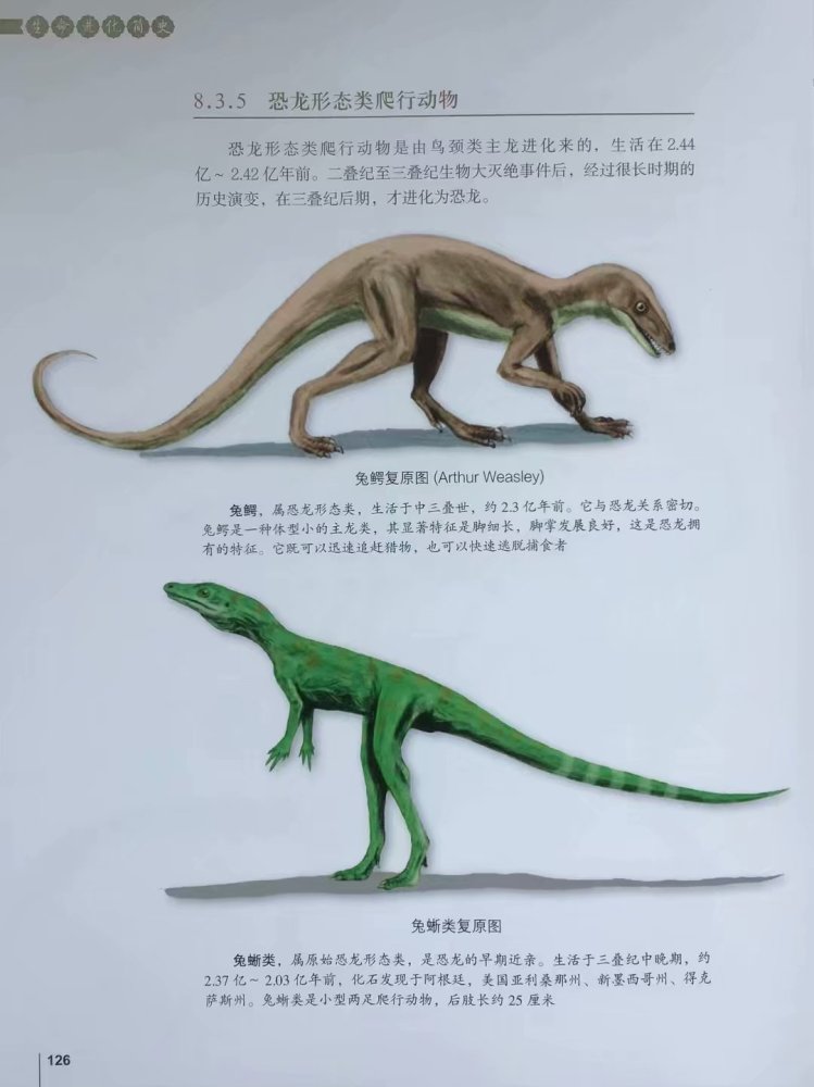 目及鸟类的祖先;镶嵌踝类主龙如股薄鳄,派克鳄,鸟鳄,凿齿鳄,狂齿鳄