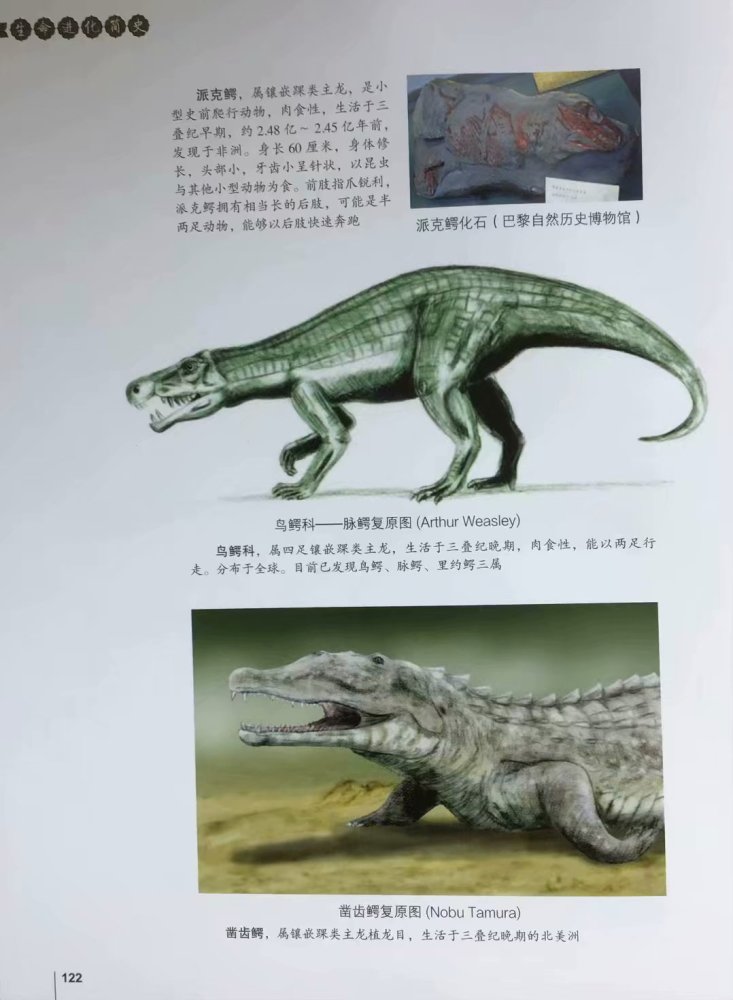 地球生物发展史上是生存环境大剧变生物大灭绝促成了