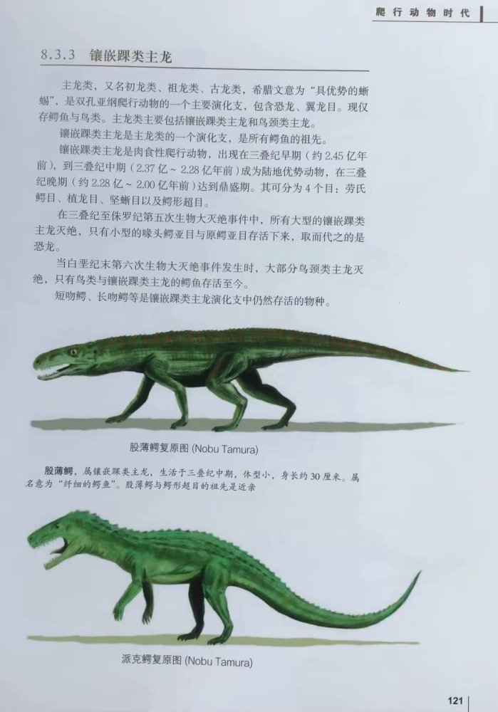 地球生物发展史上是生存环境大剧变生物大灭绝促成了
