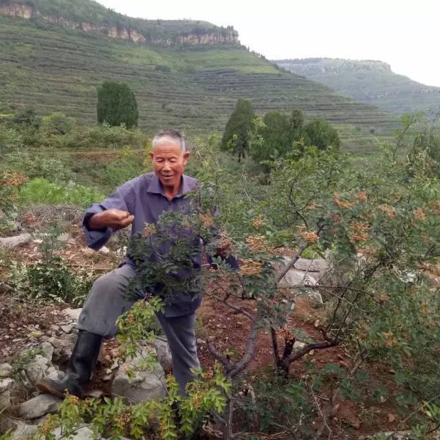 山上到处是采摘花椒的.刚下完雨,穿着雨靴.