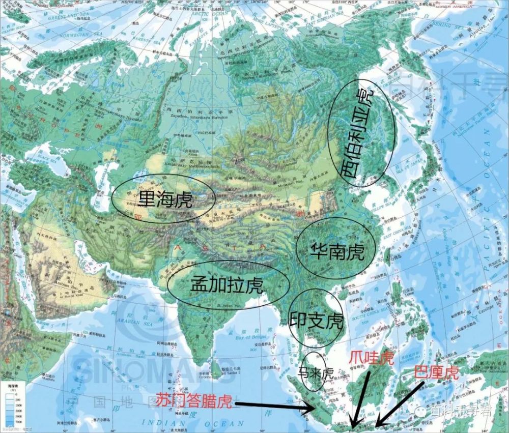 现代老虎共分为9个亚种,现存:西伯利亚虎,孟加拉虎,华南虎,印支虎