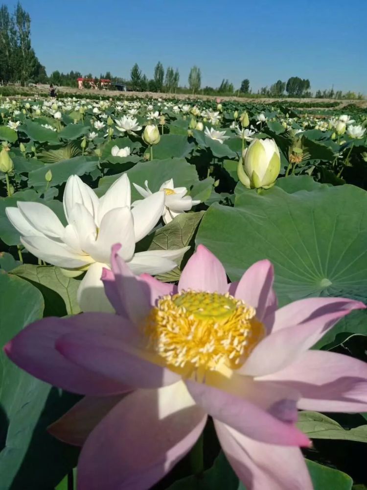 来到大庄子村种植户易大胜家的荷花观赏园内,碧绿的莲叶连成一片,阳光