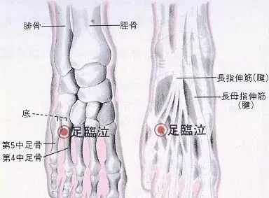 【每日一穴】足临泣穴:运化风气,冷降水湿