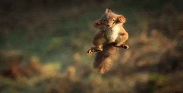 你确定这是小松鼠?空中旋转跳跃,飞天老鼠还差不多