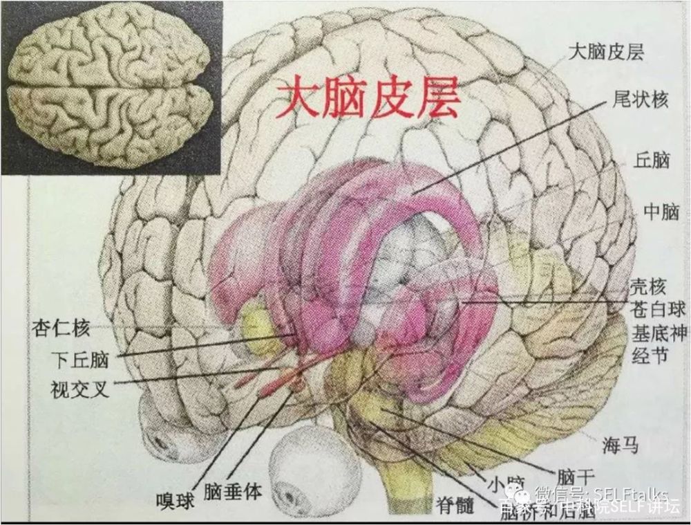 科学家发现大脑形成长期记忆的分子机制,大脑认知的原理是什么?