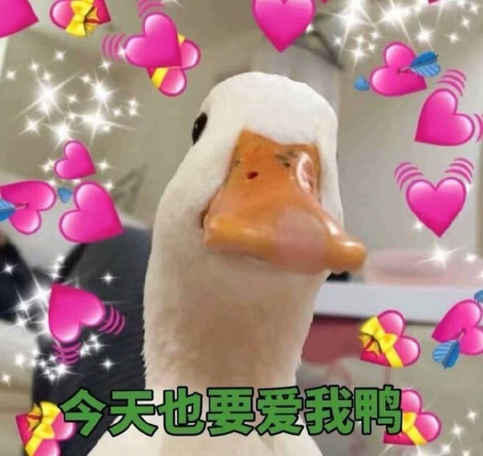 萌宠表情包,今天也要快乐鸭!