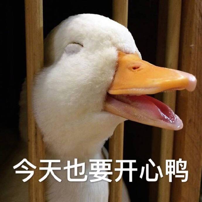 萌宠表情包,今天也要快乐鸭!