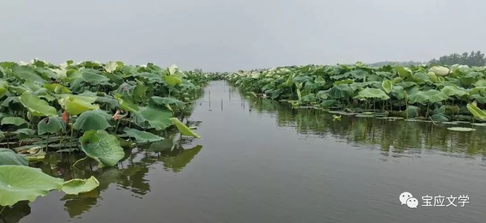 宝应文学|广洋湖