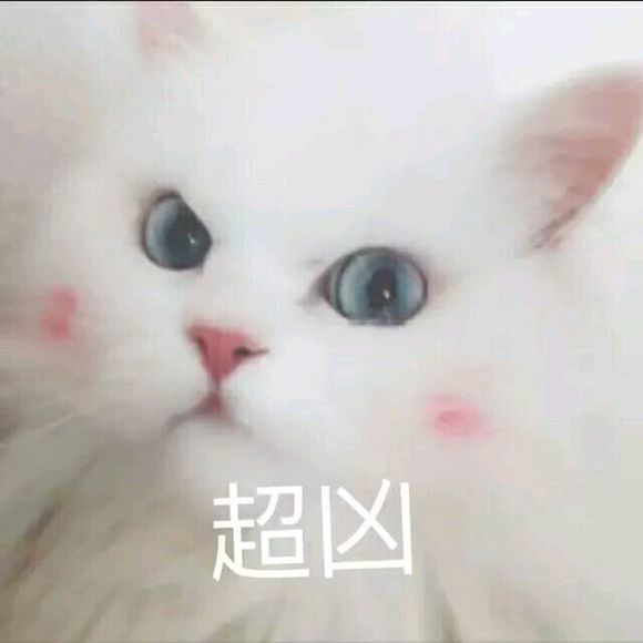 猫咪可爱表情包,人家超凶的哦