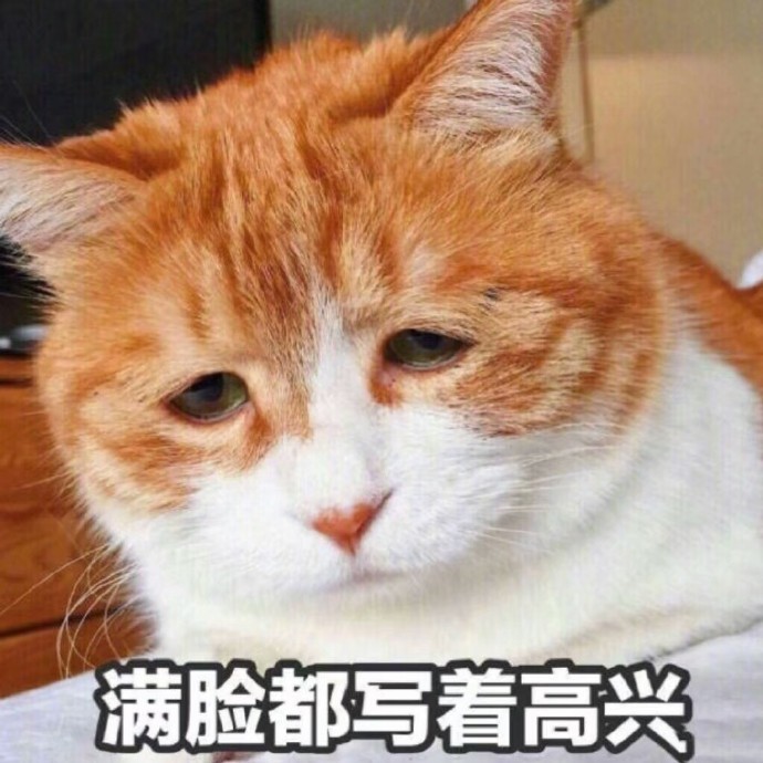 猫咪可爱表情包,乖巧又可爱