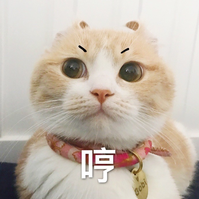 猫咪可爱表情包,人家超凶的哦