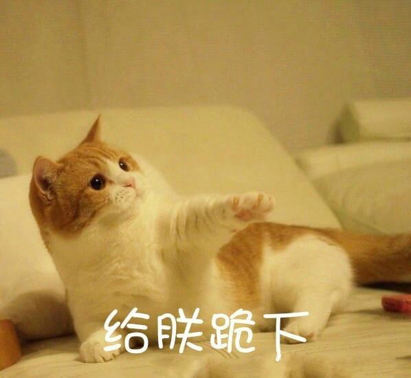 猫咪可爱表情包,人家超凶的哦