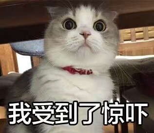 猫咪可爱表情包,乖巧又可爱