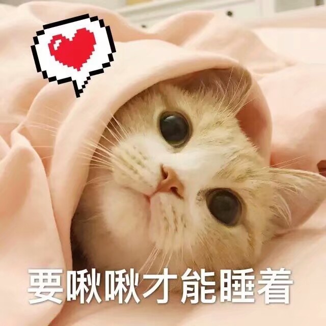 猫咪可爱表情包,乖巧又可爱