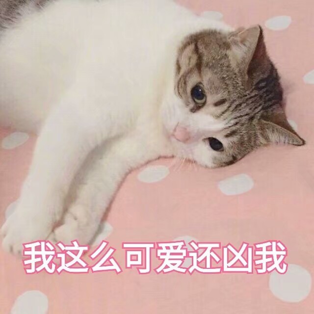 猫咪可爱表情包乖巧又可爱