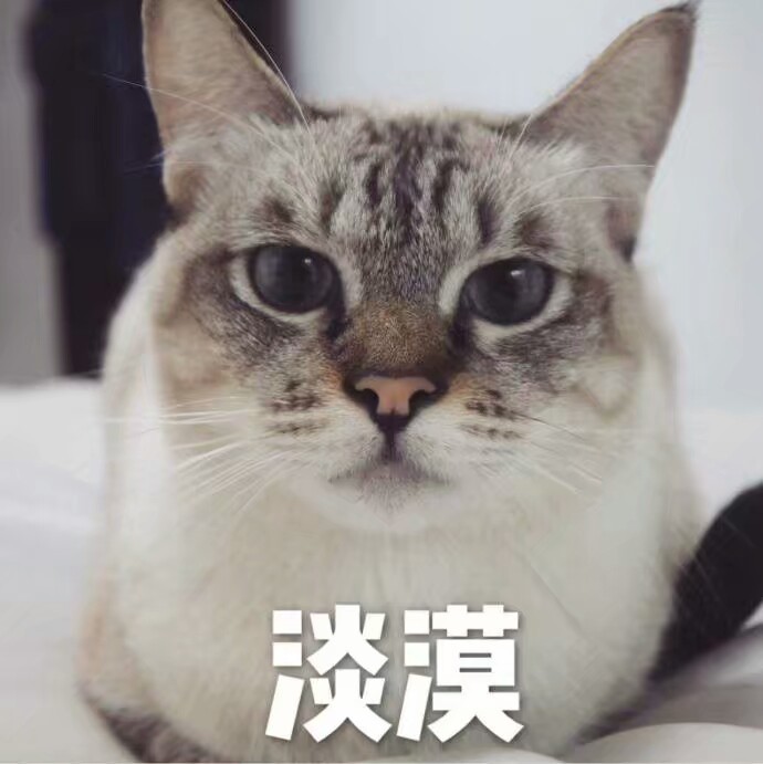 猫咪可爱表情包,乖巧又可爱