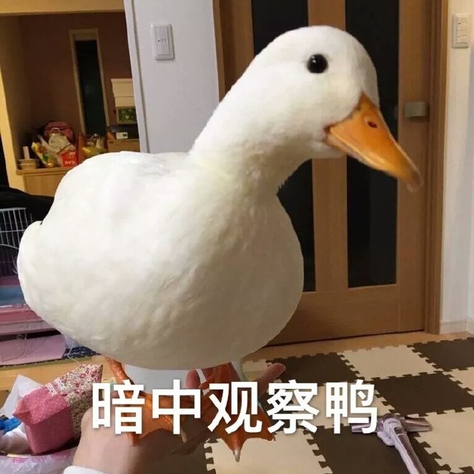 鸭子表情包收藏起来