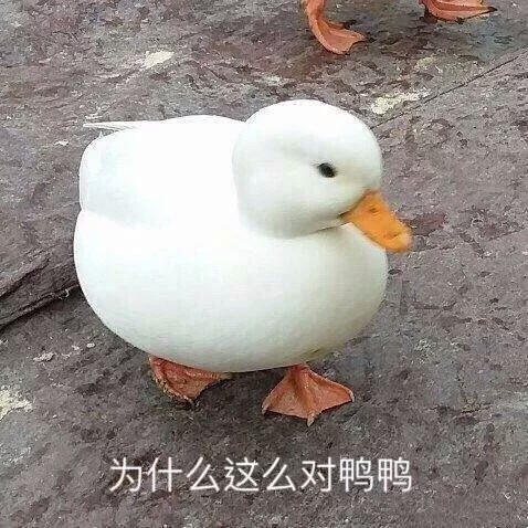 鸭子表情包收藏起来