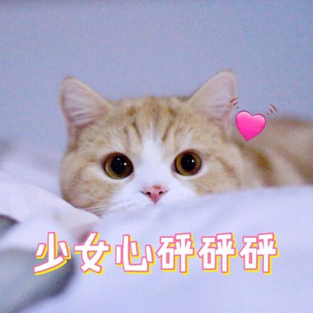 猫咪可爱表情包,少女心砰砰跳