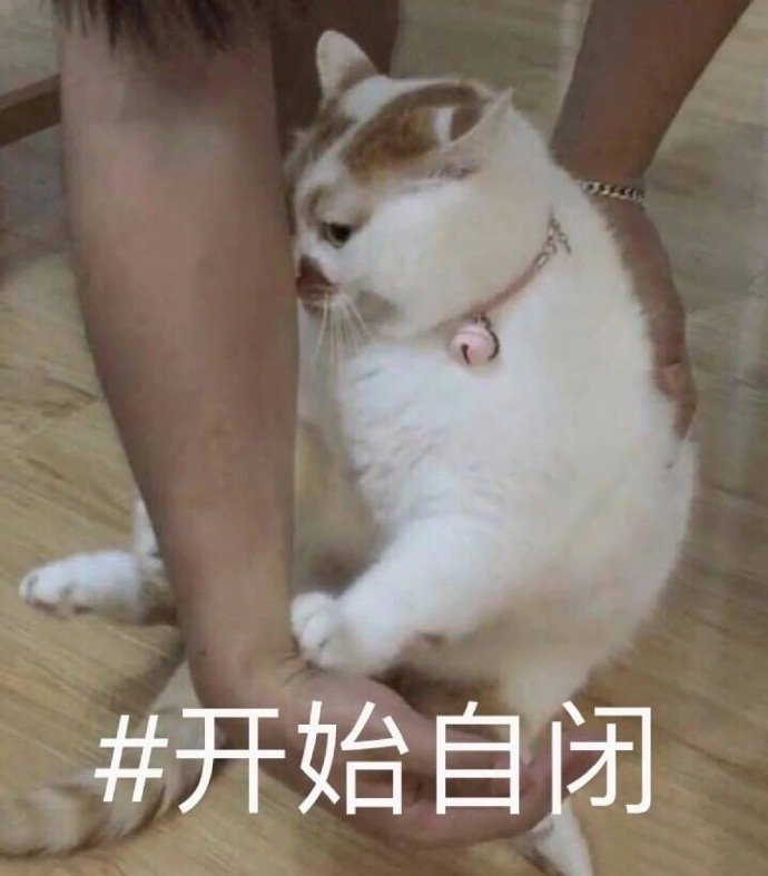 猫咪表情包,笑出腹肌!