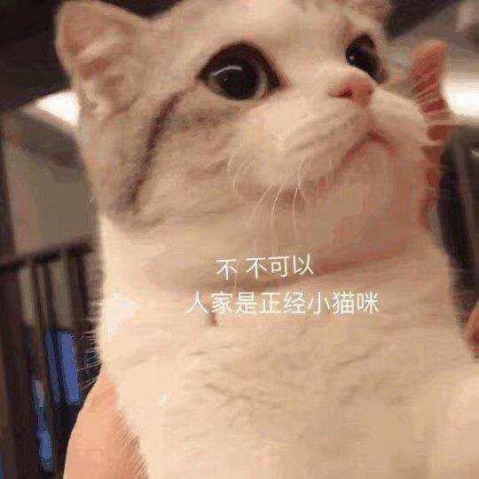 猫咪表情包,让人开怀大笑!