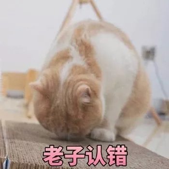 猫咪认错表情包,拿去斗图