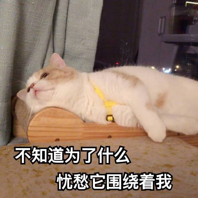 不知道为什么忧愁猫咪表情包