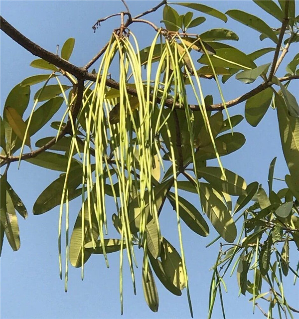 如果我拥有面包树,面条树,香肠树,是不是一直都有免费