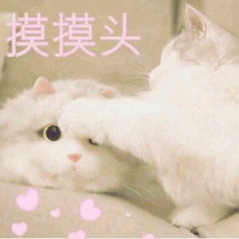 猫咪系列表情包,可爱的不行