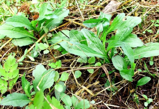 过去农村人最爱喝的"降火茶"如今一株难求,这草药叫马兰草!