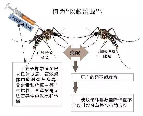 这些人竟然在广州放出几百万只毒蚊子!他们想干嘛?