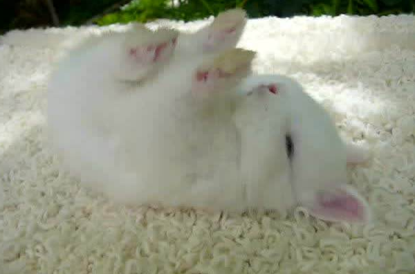 冷知识:刚刚出生的小兔子,为什么兔妈妈会狠心咬死它们呢?