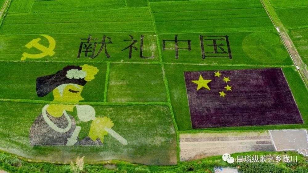 看!在户撒,稻田都是彩色的