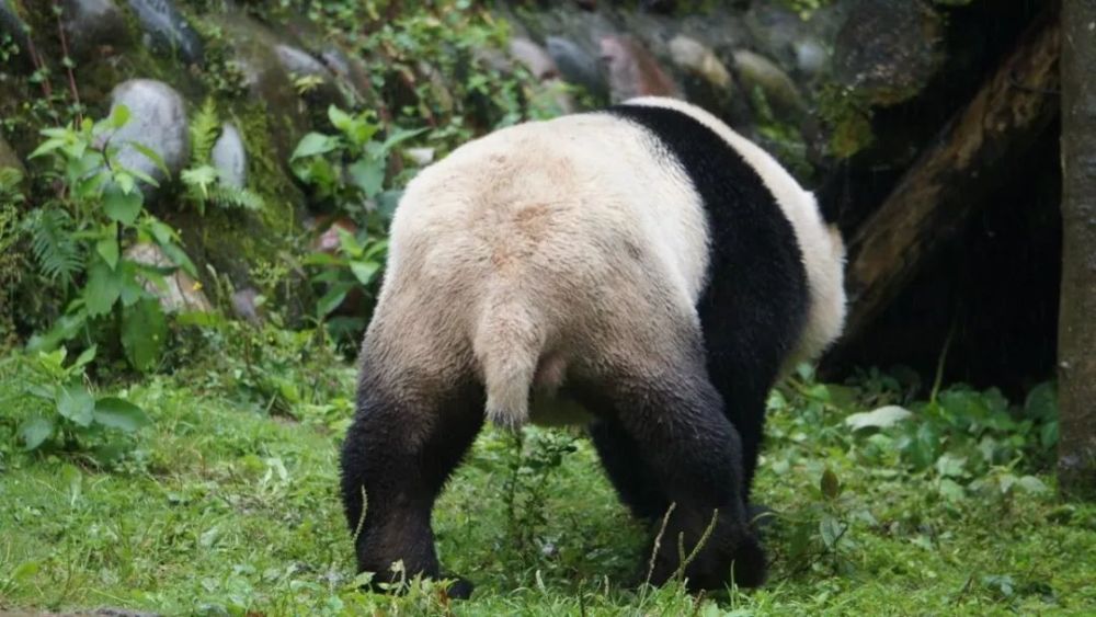 大熊猫有没有尾巴?这回可算看清楚了!