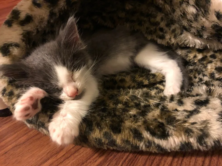 猫妈妈为救3只生病小猫,蹲在路边求助,被女子发现后跟着上了车