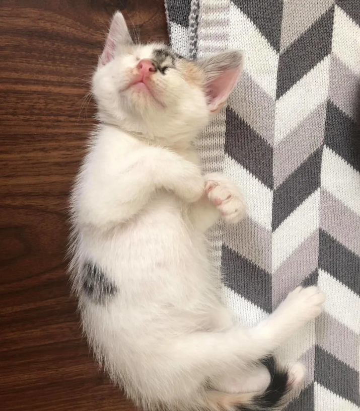 猫妈妈为救3只生病小猫,蹲在路边求助,被女子发现后跟着上了车