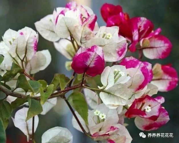 三角梅中的"百变星君",做好4点,四季开花,每次花色都