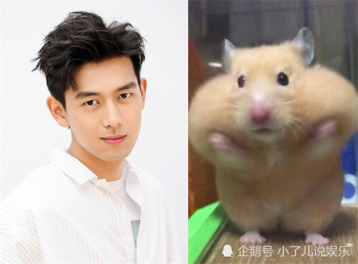 男星撞脸小萌宠,李现仓鼠超萌,看到最后:确定不是"