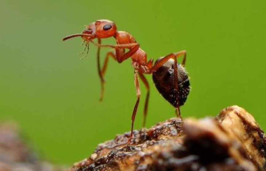 蚂蚁需要睡觉吗,有科学依据吗?