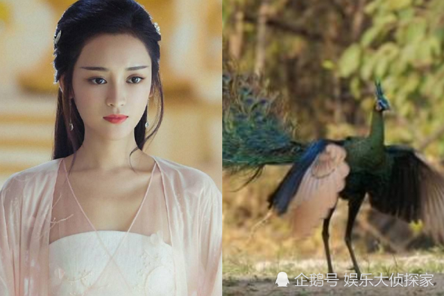 香蜜中的人形和真身润玉真身是条龙旭凤是凤凰而她最特别