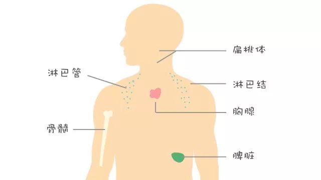 拍打此处,功效顶20个穴位,越拍身体越好