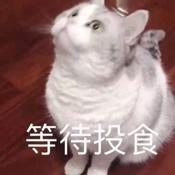 猫咪表情包我饿啦